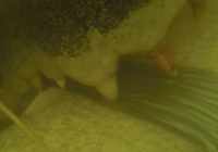 Mordida mortal: GoPro capta momento exato de um ataque de crocodilo [vídeo]